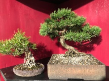 14 Pinus nigra und Pinus mugo